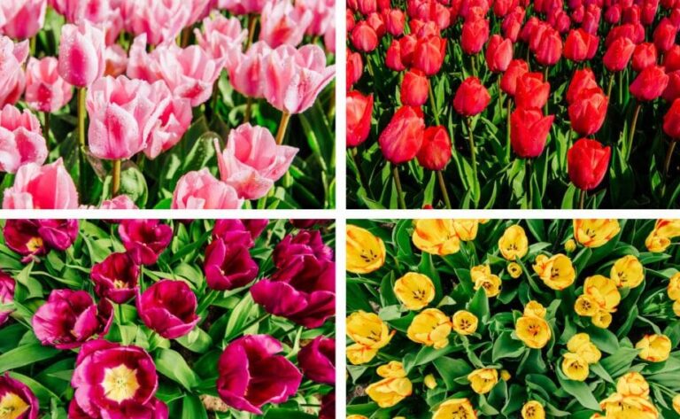 Cuidado De Tulipanes Consejos Esenciales Mis Tulipanes