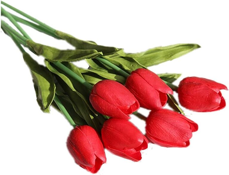 Precio De La Docena De Tulipanes