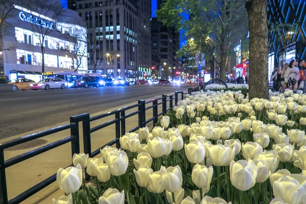 La belleza de los tulipanes en Chicago | Mis Tulipanes