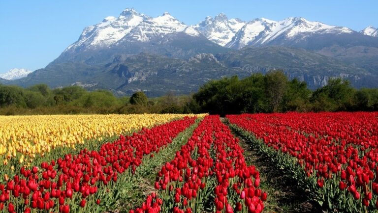 El precio de una docena de tulipanes | Mis Tulipanes